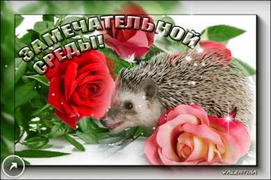 Открытки на среду Открытки с пожеланиями отличной среды. Красивые открытки на среду.