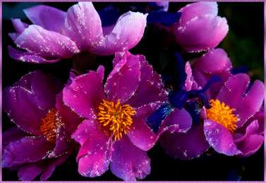 Открытки с цветами Открытки с цветами на день рождения. Картинки с букетом цветов. 