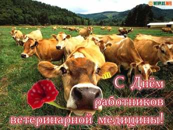 Открытки с днем ветеринара Поздравительные открытки с днем ветеринара скачать бесплатно.