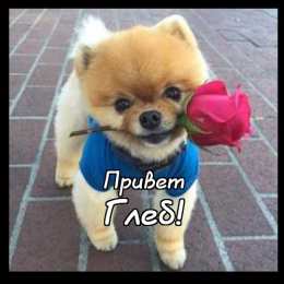 Открытки с именем Глеб Анимационные открытки с именем Глеб. Открытки с днём рождения Глеб.