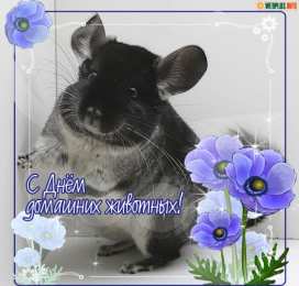Открытки на Всемирный день домашних животных Добрые открытки на Всемирный день домашних животных скачать бесплатно.