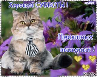 Открытки на субботу Интересные открытки на субботу. Веселые открытки на выходные.