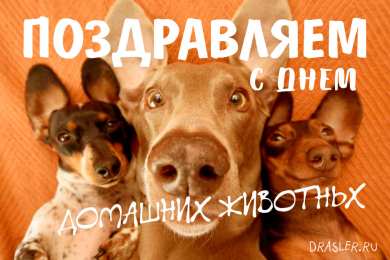Открытки на Всемирный день домашних животных Добрые открытки на Всемирный день домашних животных скачать бесплатно.