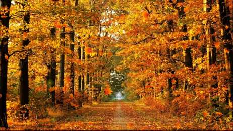 Открытки Золотая Осень  Чудесные открытки на тему Золотая Осень скачать бесплатно gif.