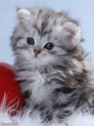 Открытки хочу к тебе Анимационные открытки хочу к тебе. Мерцающие картинки хочу к тебе.