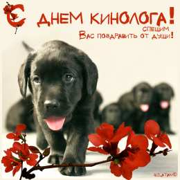 Открытки с днем кинолога Открытки с пожеланиями на день кинолога скачать бесплатно.    