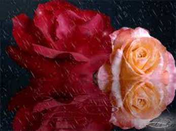 Открытки с цветами Открытки с полевыми цветами. Красивые открытки с цветами с пожеланиями. 