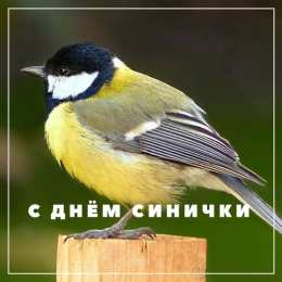 Открытки на Синичкин день Красивые анимационные открытки на Синичкин день скачать бесплатно.