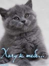 Открытки хочу к тебе Анимационные открытки хочу к тебе. Мерцающие картинки хочу к тебе.