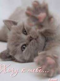 Открытки хочу к тебе Анимационные открытки хочу к тебе. Мерцающие картинки хочу к тебе.