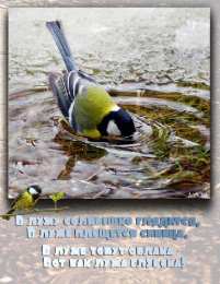 Открытки на Синичкин день Красивые анимационные открытки на Синичкин день скачать бесплатно.