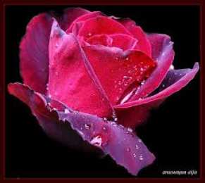 Открытки с цветами Открытки с полевыми цветами. Красивые открытки с цветами с пожеланиями. 