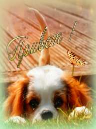  Открытки с приветствиями