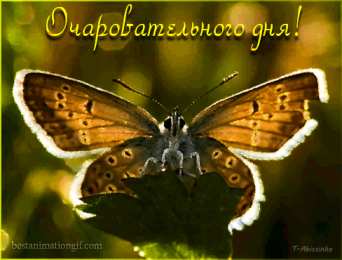  Открытки с бабочками